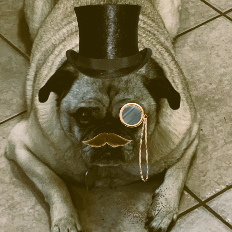 A pug wearing a tophat and monocule